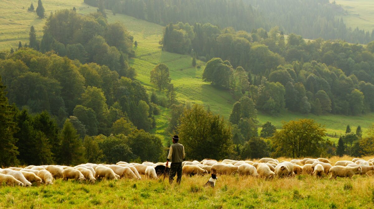 A shepherd with a herd of sheep beside a hillside.