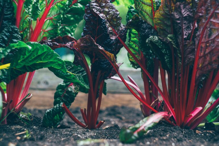 ‘Hey, I grew that’: the Native American school that’s decolonizing foodways