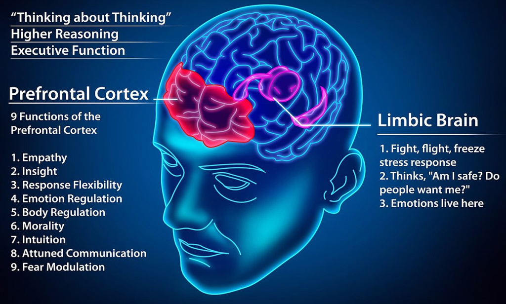 A glowing head-and-brain illustration labelling the Prefrontal Cortex with nine higher-reasoning functions and the Limbic Brain with its fight, flight, freeze stress response.